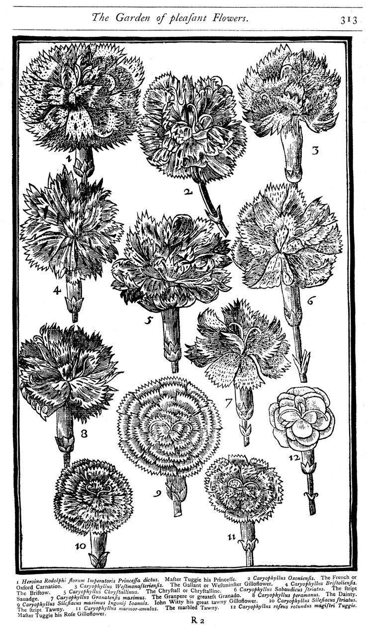 Dianthus nelliker og rosa, 1629 av Unbekannt