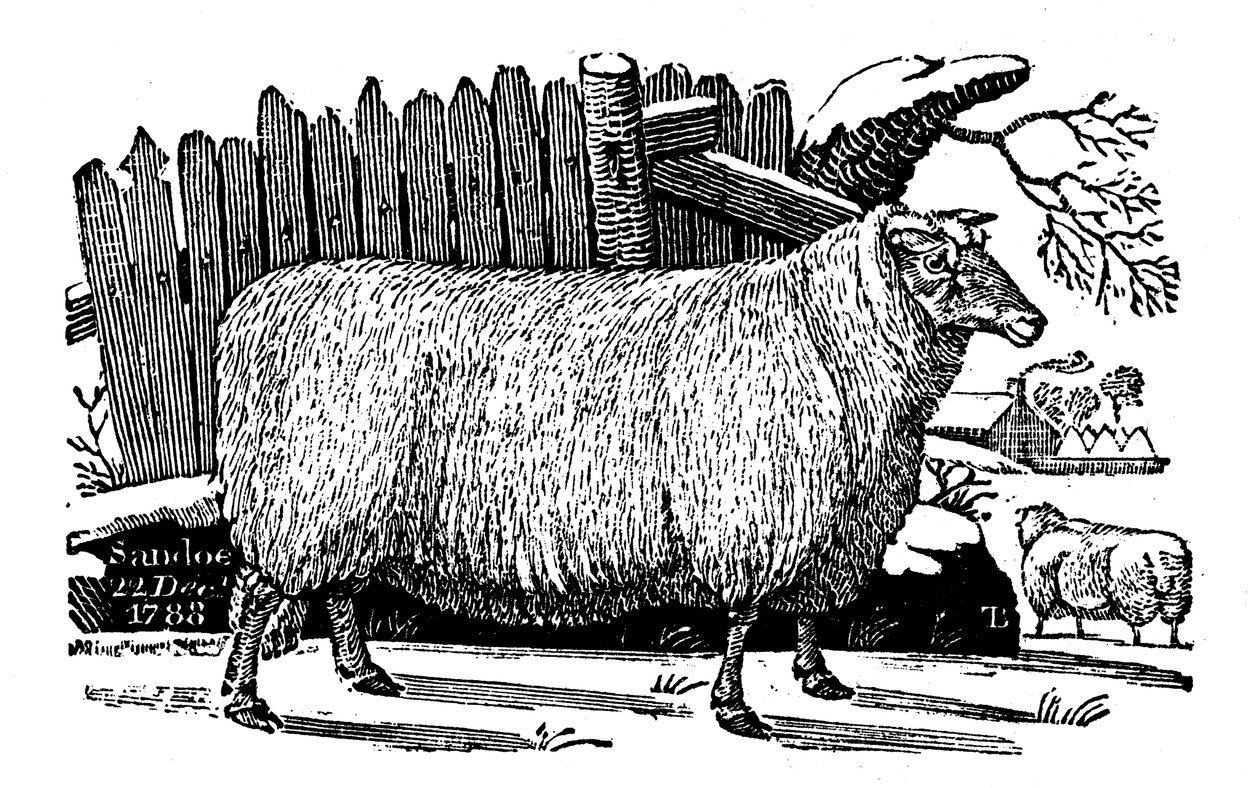 Dishley New Leicester sau, 1811 av Unbekannt