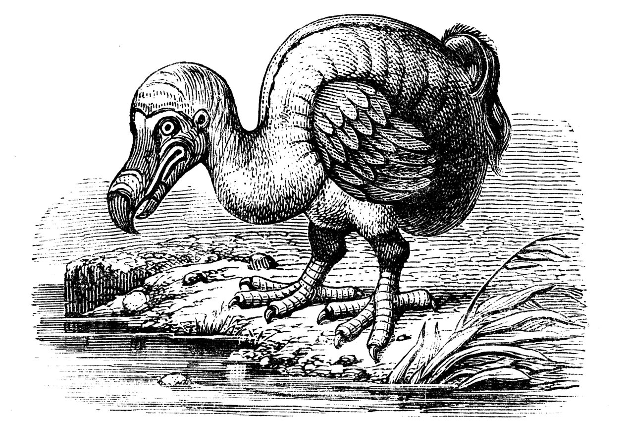 Dodo, 1884 av Unbekannt