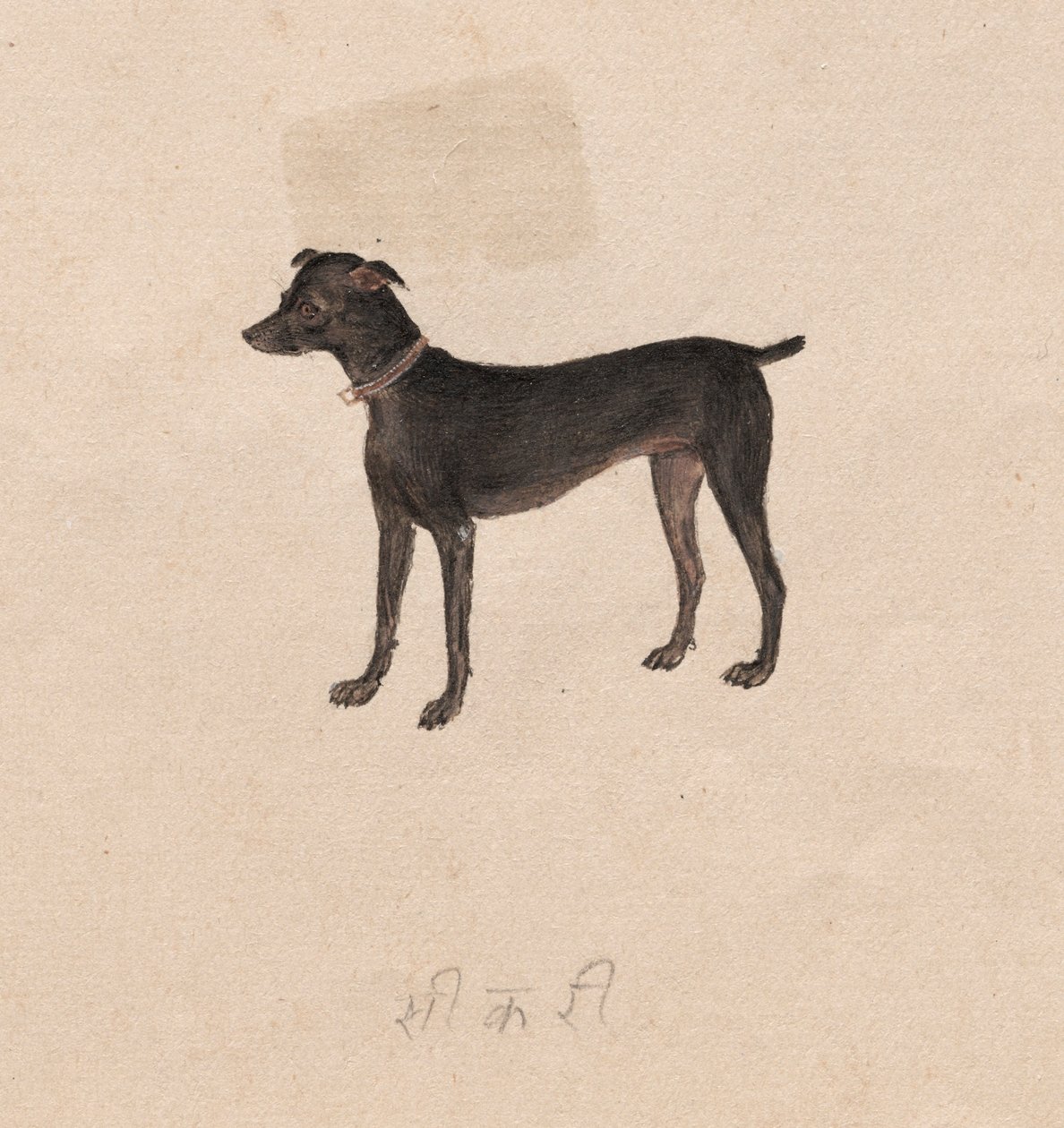 Hund, 1800-tallet. av Unbekannt