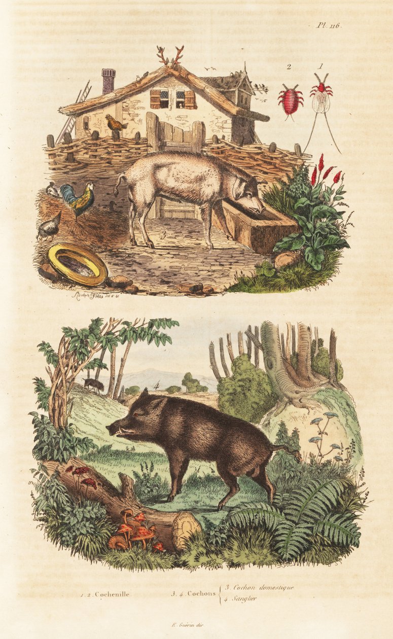 Tamgris, Sus scrofa domesticus 3, villsvin, Sus scrofa 4 og cochineal bille, Dactylopius coccus av Unbekannt