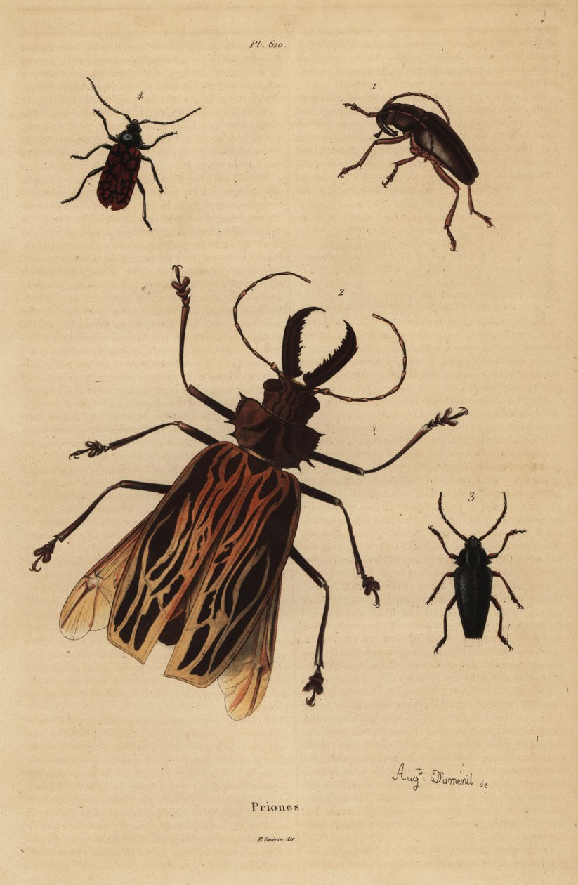 Dorysthenes paradoxus 1, Macrodontia cervicornis, sårbar 2, Elateropsis lineatus 3 og Prionus versicolor 4 av Unbekannt