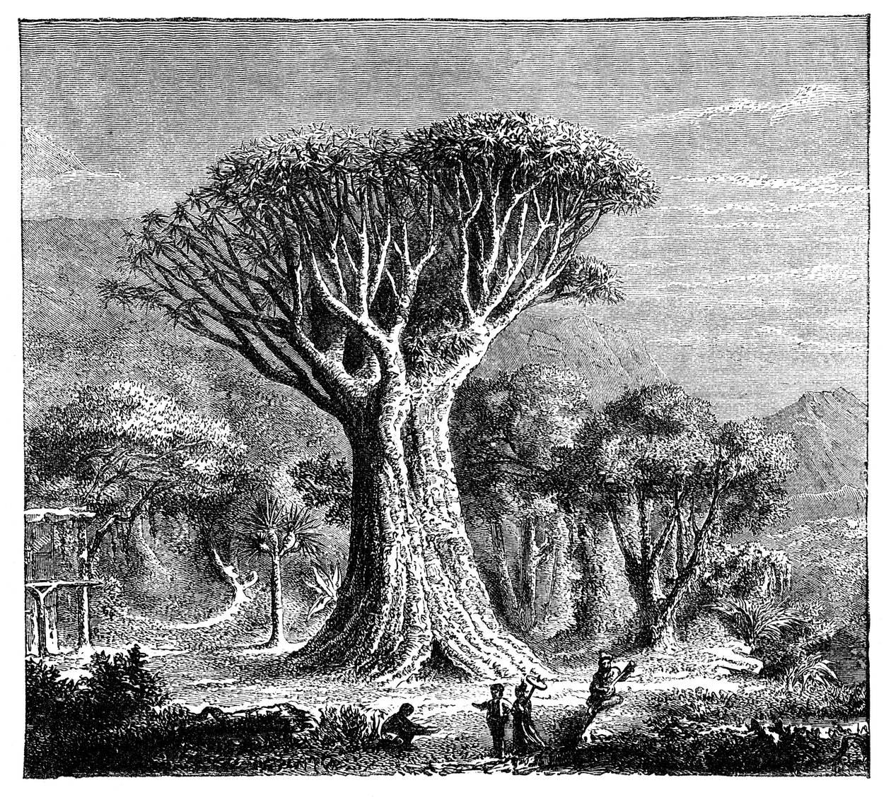 Dracona of Icod, Tenerife, Spania, ca 1900-tallet av Unbekannt