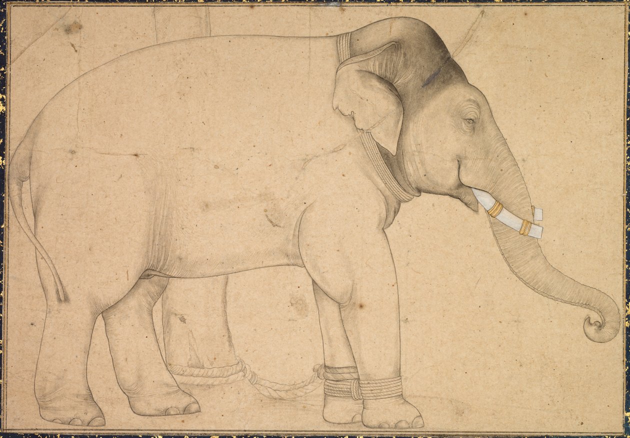 Tegning av en elefant, ca. 1700. av Unbekannt