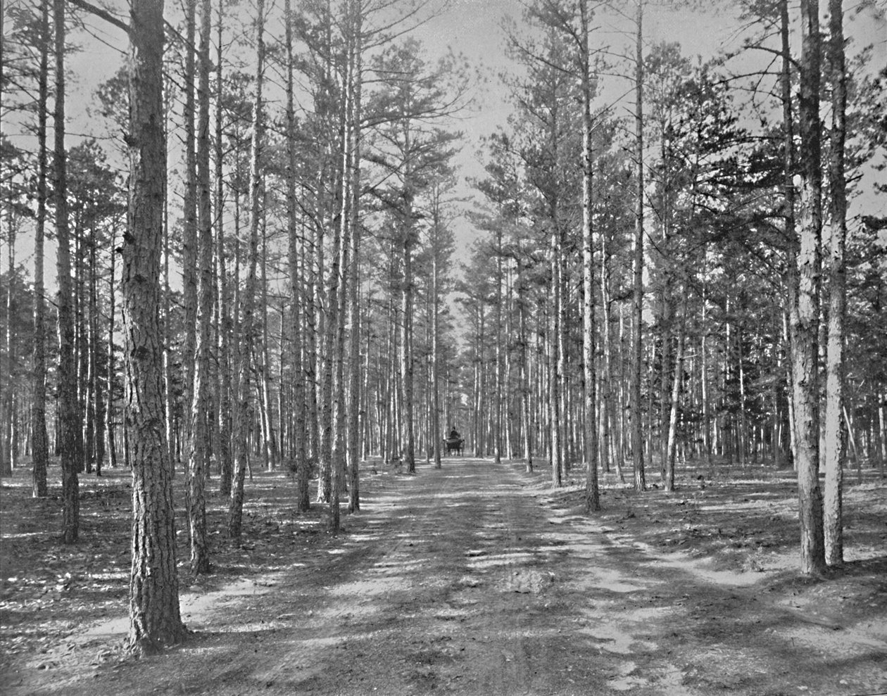 Kjør i Piney Woods Park, Lakewood, New Jersey, c1897. av Unbekannt