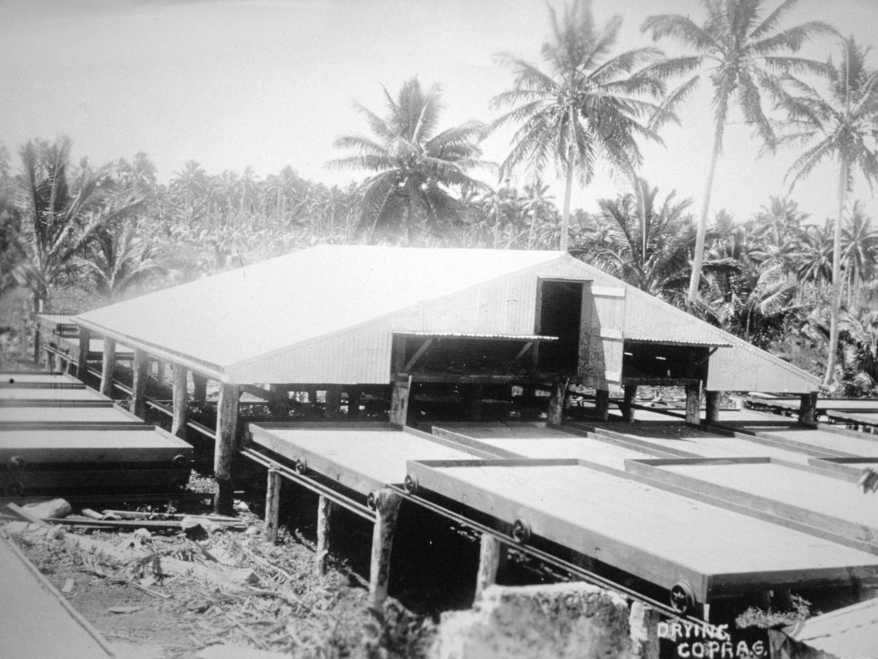 Tørking av kopra, Salomonøya, Fiji, 1905 av Unbekannt