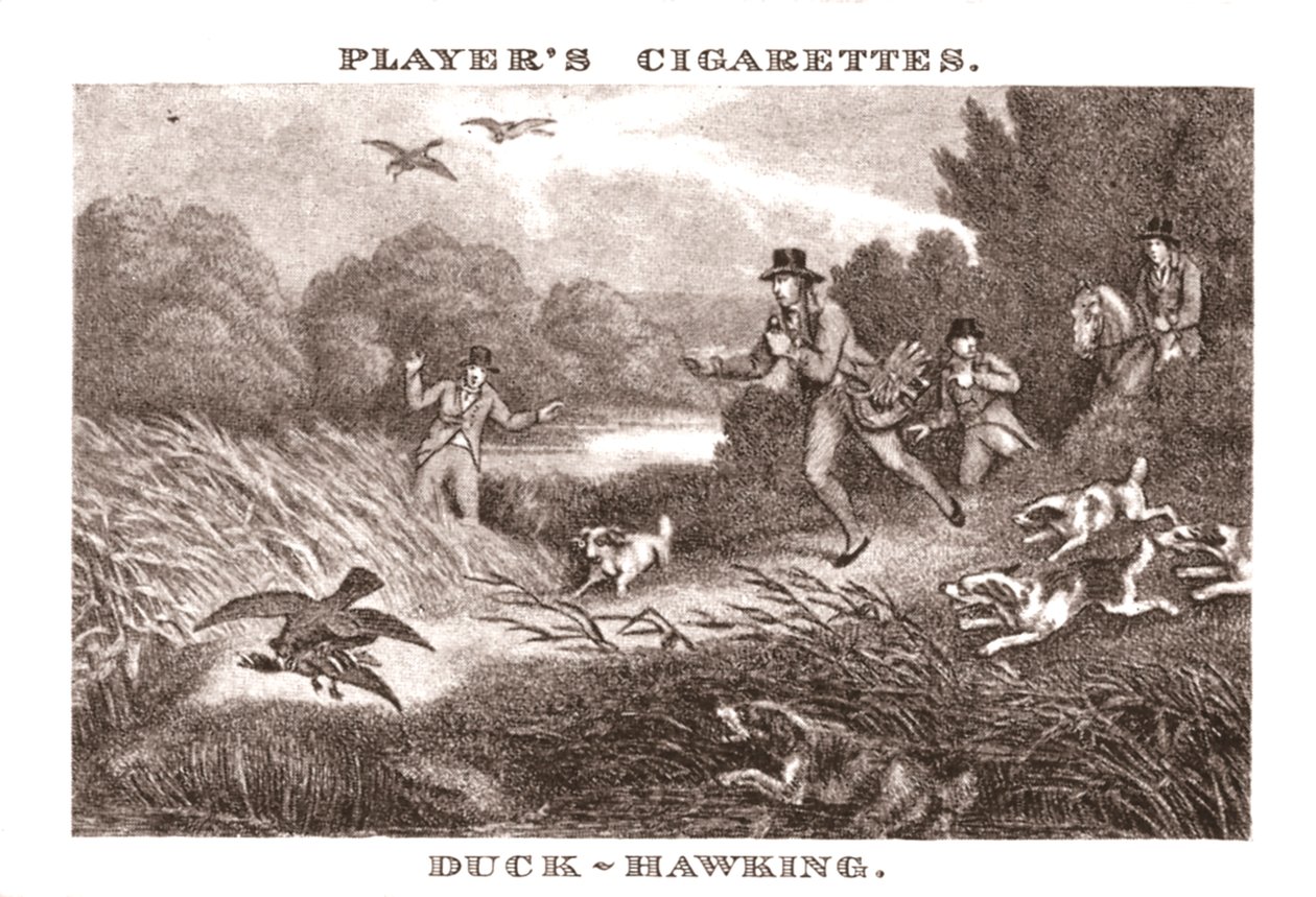 Duck-Hawking, 1924. av Unbekannt