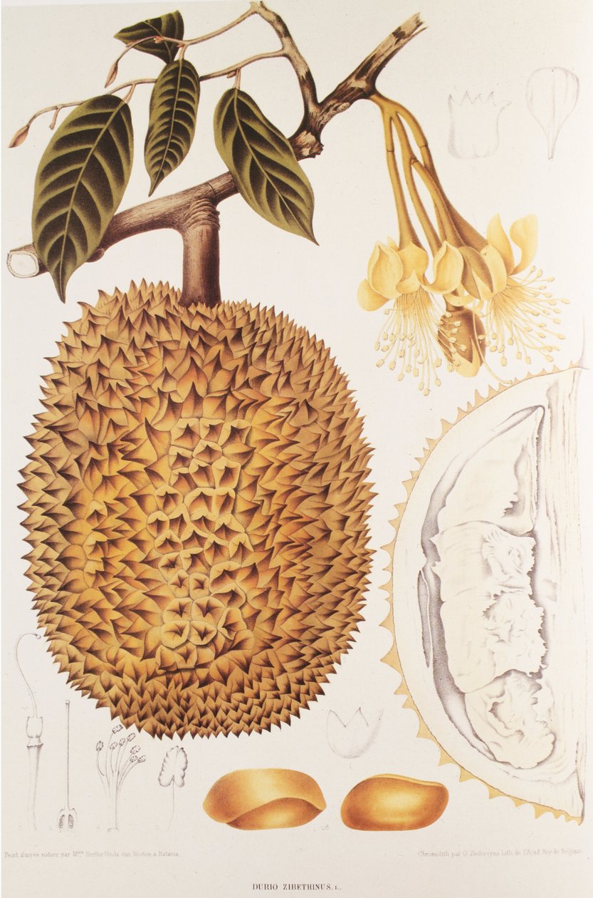 Durio zibethinus/Durian/durion av Unbekannt