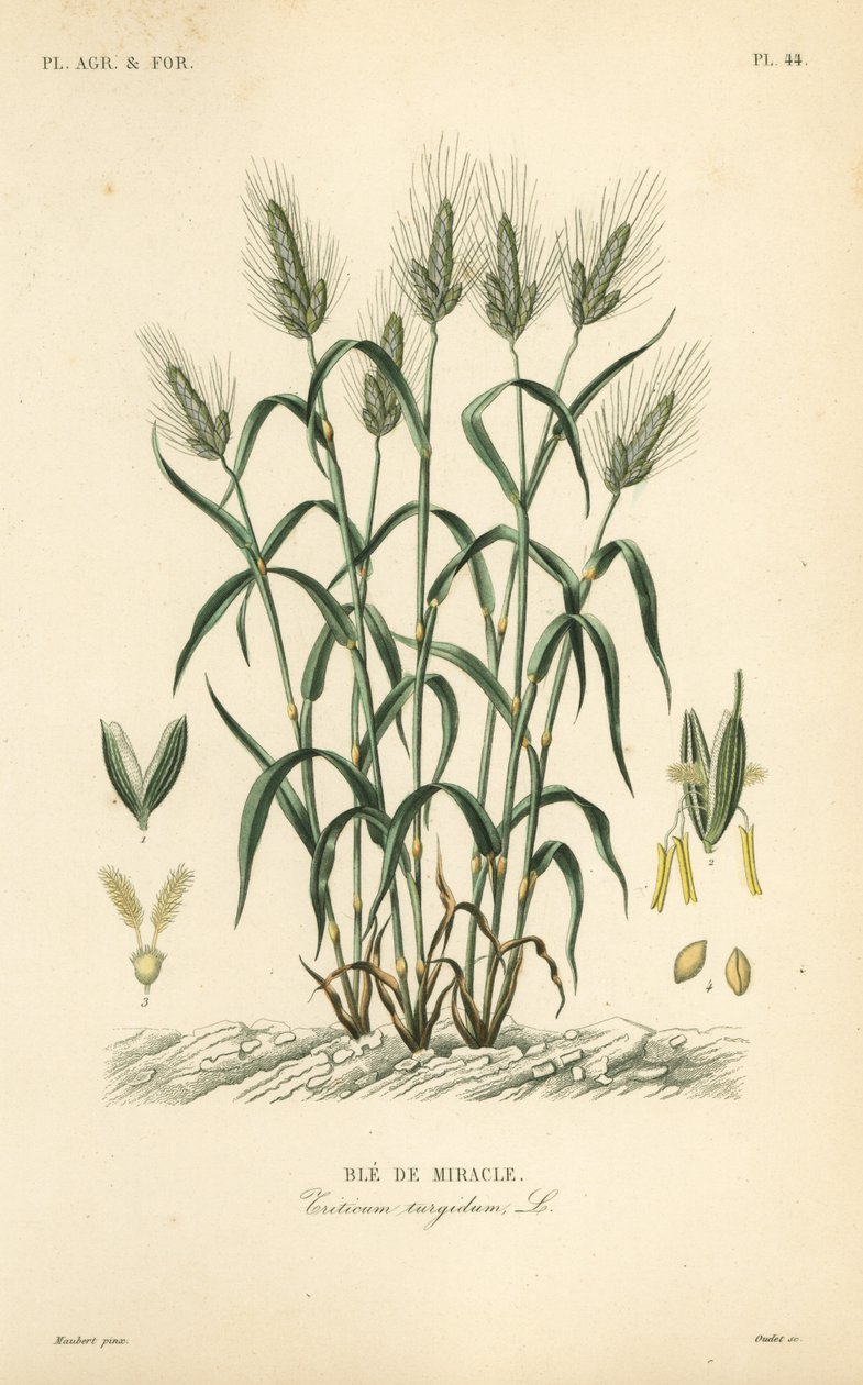 Durumhvete, pastahvete eller maraconihvete, Triticum turgidum, Ble de miracle av Unbekannt