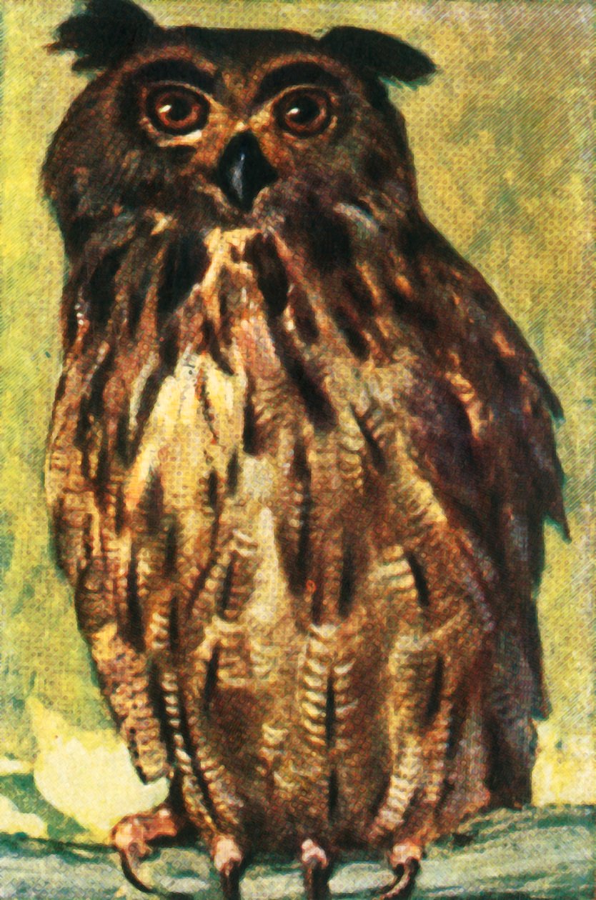 Ørnugle, c1928. av Unbekannt