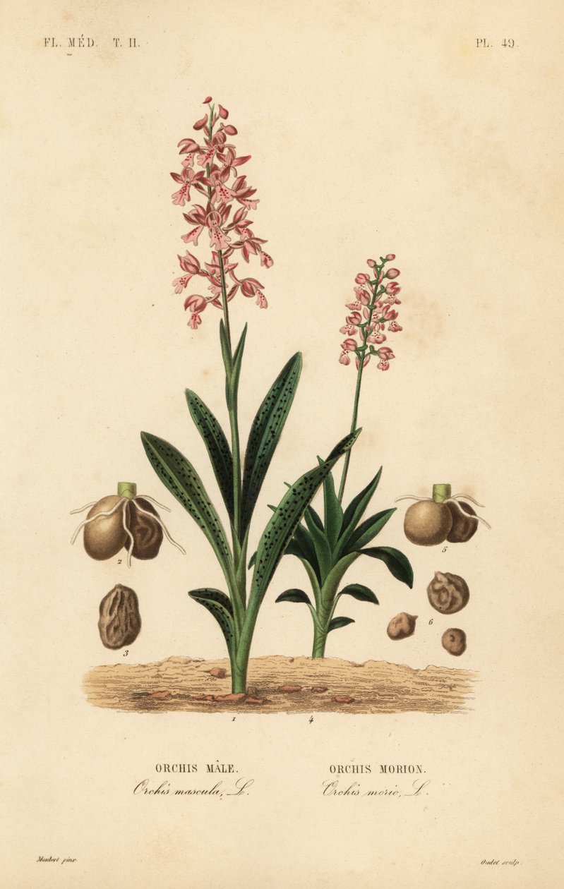 Tidlig lilla orkide, hannorkide, hannorkide og grønnvinget orkide, Anacamptis morio, Orchis morion av Unbekannt