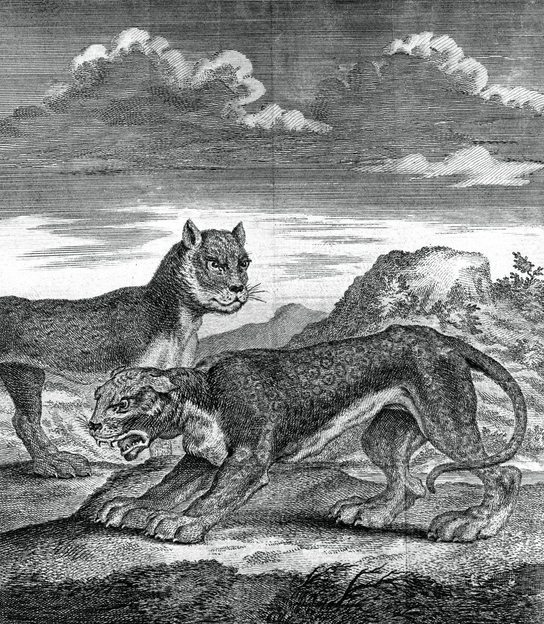 Østindisk leopard, 1750 av Unbekannt