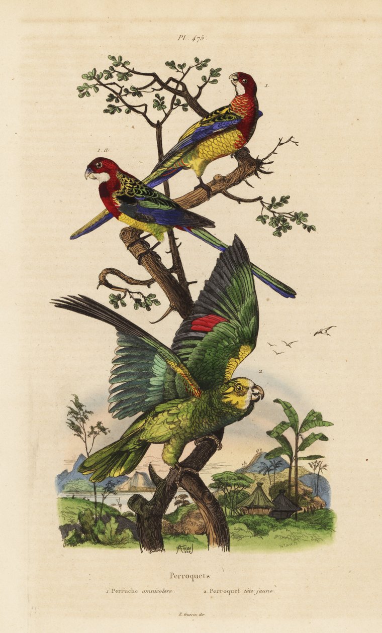 Eastern rosella, Platycercus-eksamener og gulkronet amazon, Amazona ochrocephala av Unbekannt