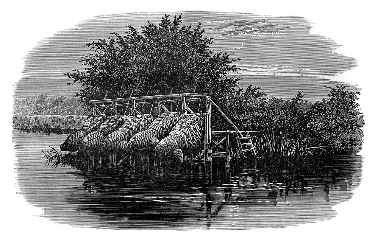 Ålebukker på Themsen, 1800-tallet av Unbekannt