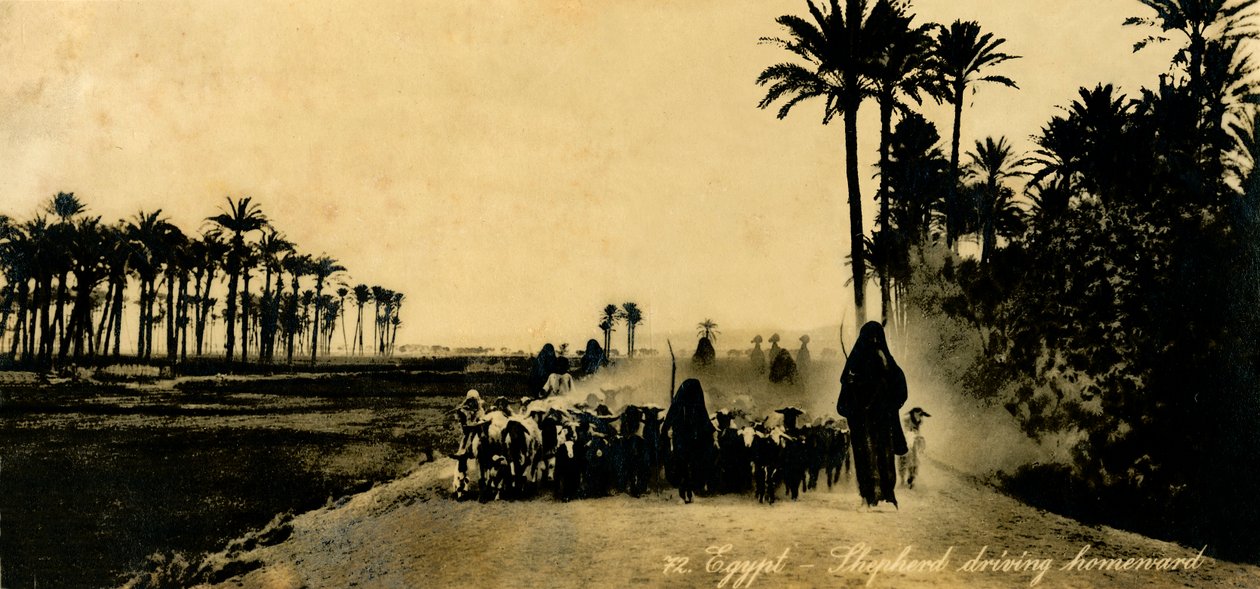 Egypt - Shepherd kjører hjemover, c1918-c1939. av Unbekannt