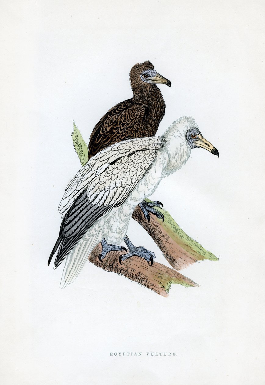 Egyptisk gribb, c1800-tallet av Unbekannt