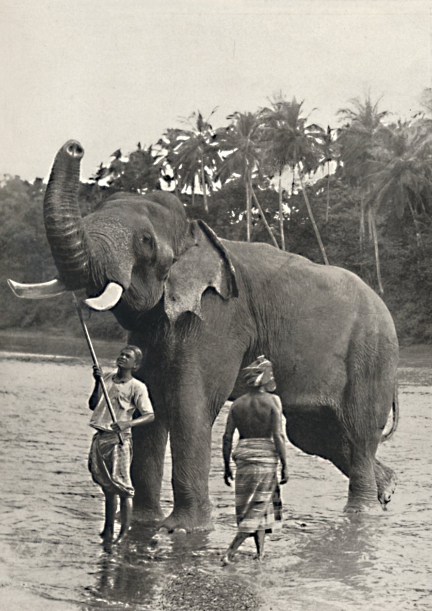 Elefant i Mahavaliganga, 1926 av Unbekannt