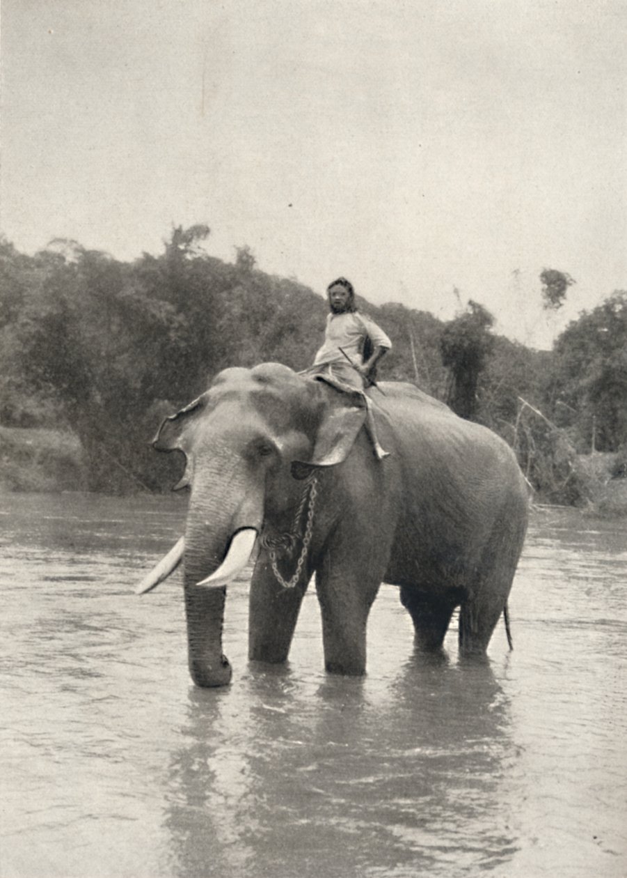 Elefant med Kornak In der Mahavaliganga, 1926 av Unbekannt