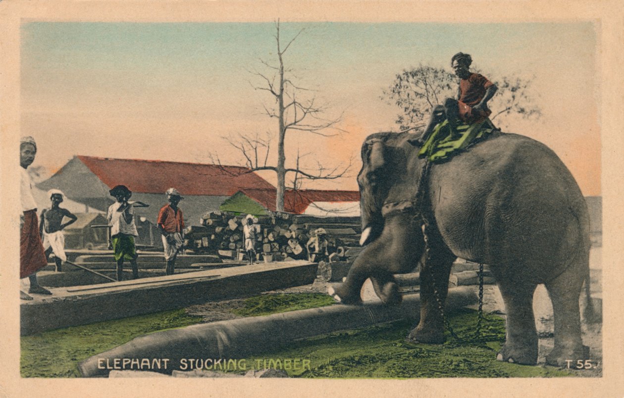 Elephant Stucking Timber, c1900 av Unbekannt