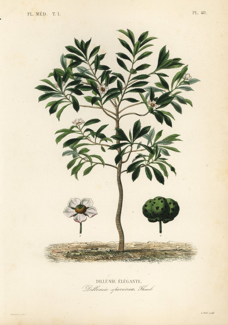 Elefanteple eller chulta, Dillenia indica, Dillenia speciosa, Dillenia elegante av Unbekannt