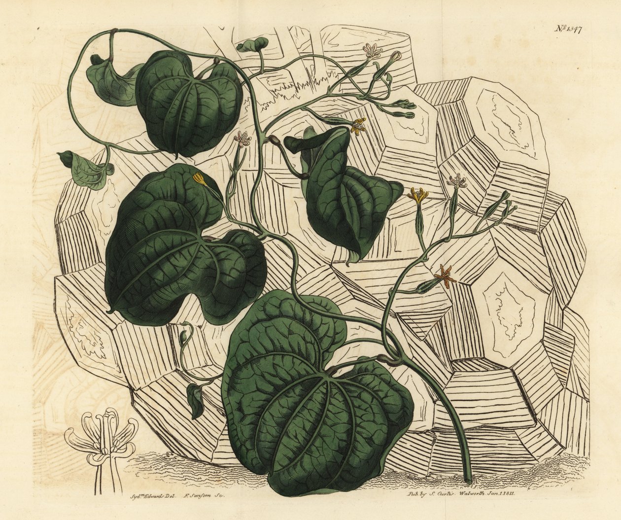 Elefantfot, Dioscorea elephantipes (hunn cape bryony, Tamus elephantipes faemina) av Unbekannt