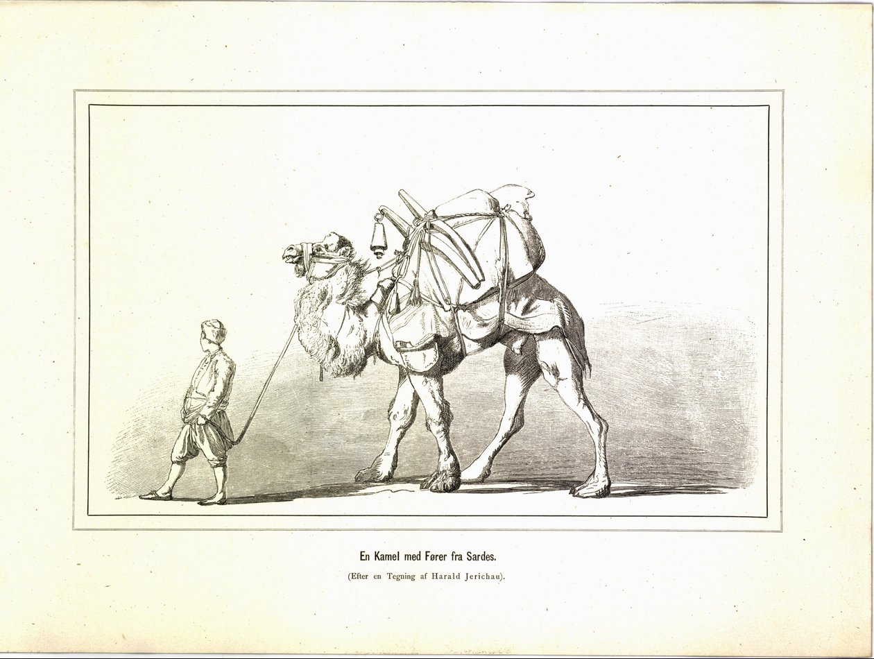 En Kamel med fører fra Sardes. Illustrasjon hentet fra boken Brogede rejsebilleder av Jerichau-Baumann, Elisabeth og utgitt av Forlagsbureauet (København, 1881) av Unbekannt