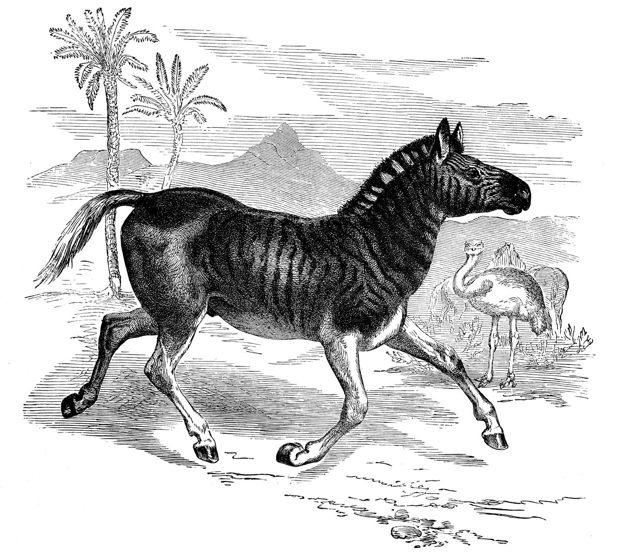 Gravering av en Quagga, 1884 av Unbekannt