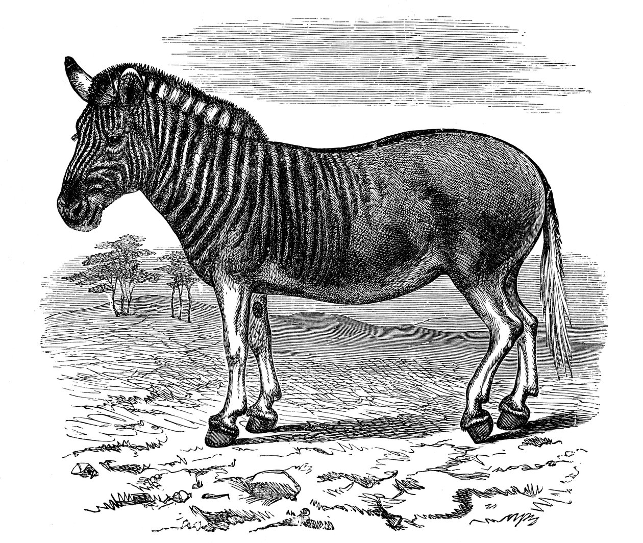 Gravering av en Quagga, 1893 av Unbekannt