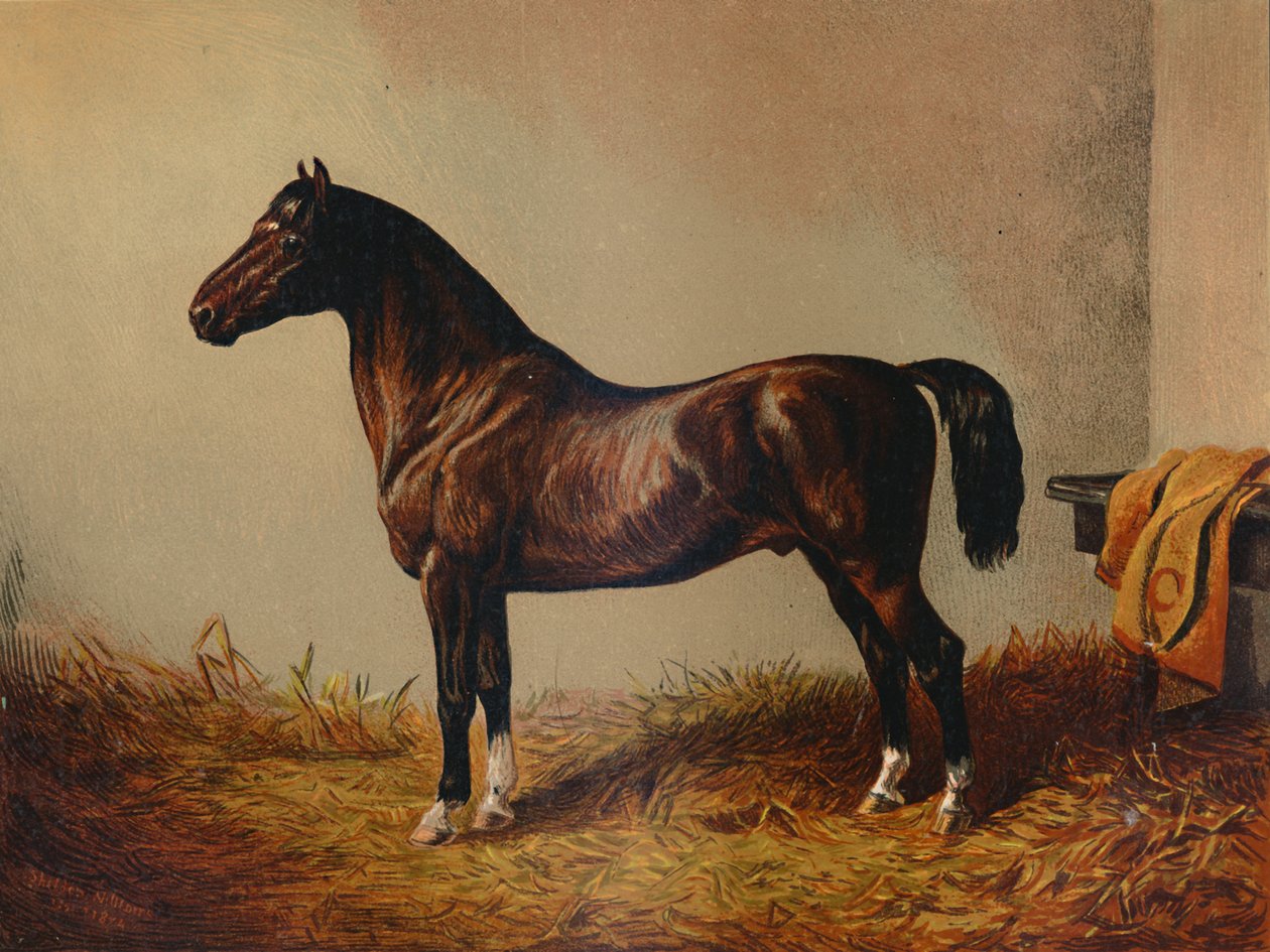 Hele Pony Hack Don Carlos, c1897. av Unbekannt