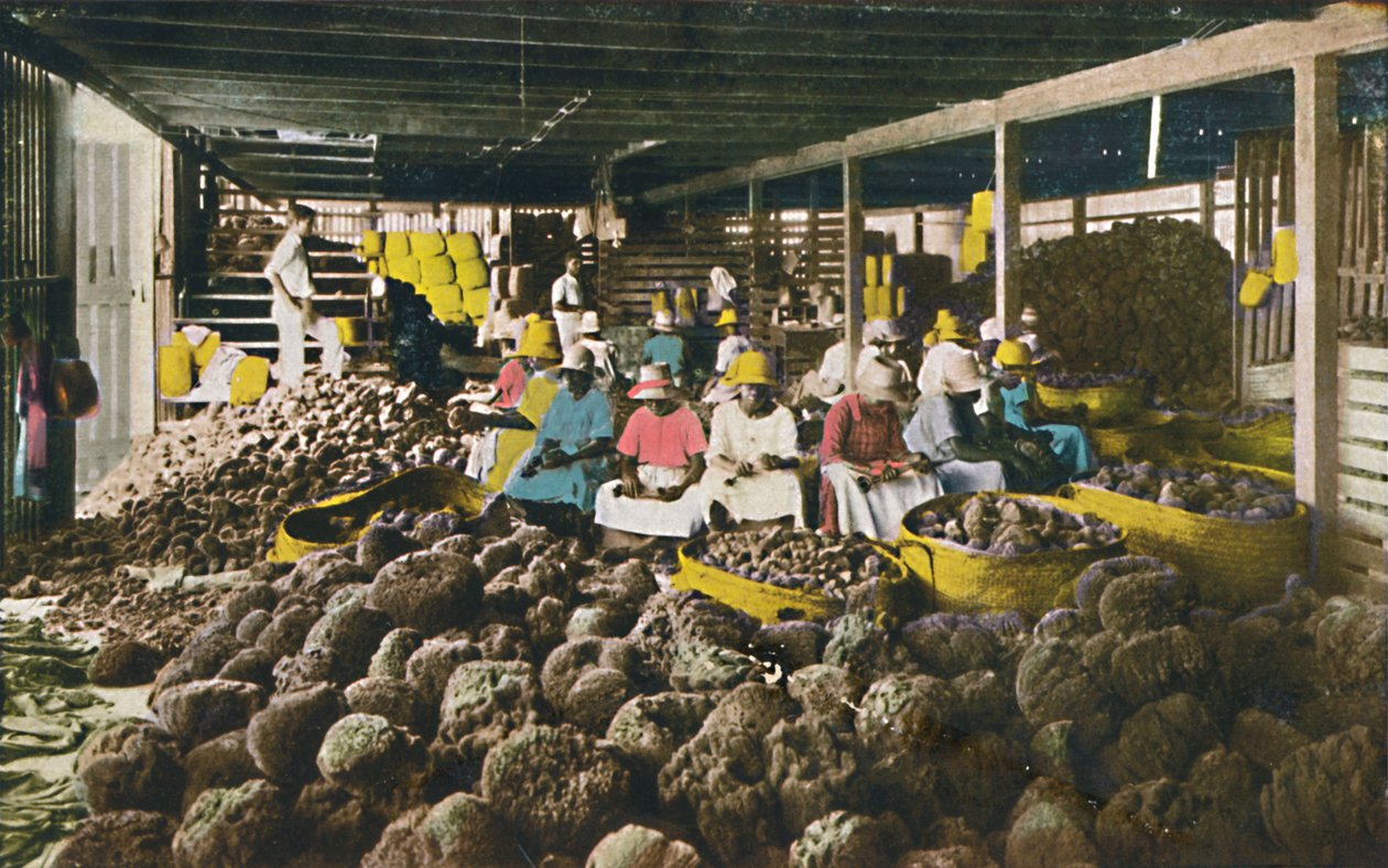 Esfakis - Svamppakkehus - Nassau, Bahamas, ca 1930-tallet. av Unbekannt
