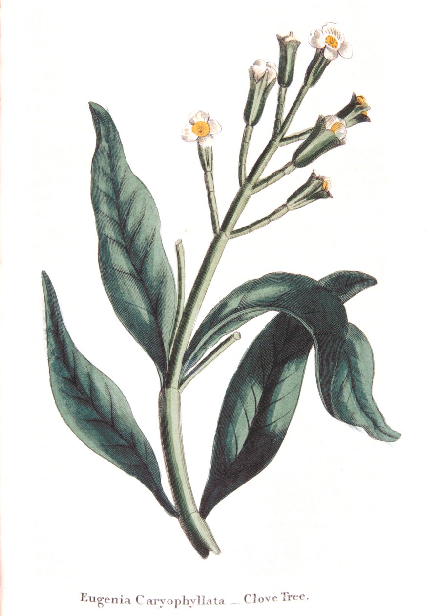Eugenia caryophyllata - nelliktre, 1823 av Unbekannt
