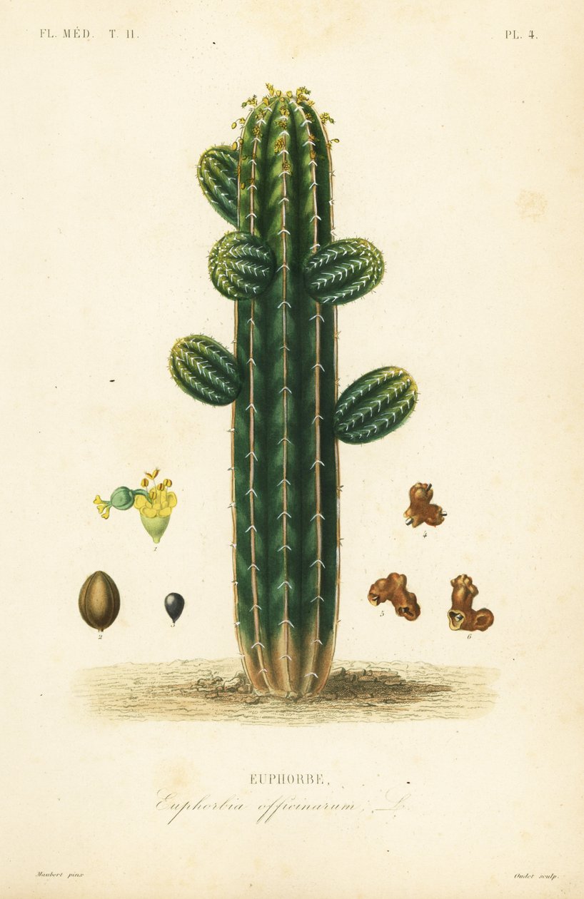 Euphorbia officinarum, Euphorbe av Unbekannt