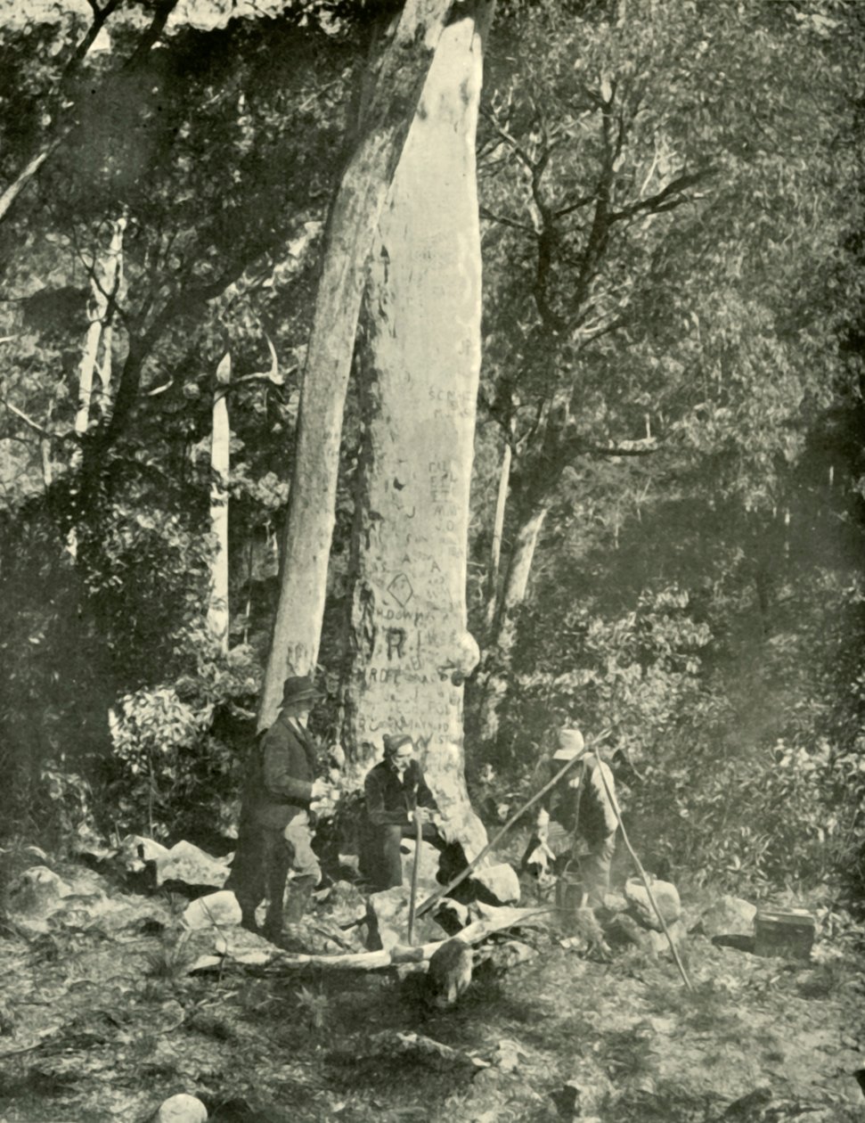 Eurobin Falls, Buffalo Mountains, 1901. av Unbekannt