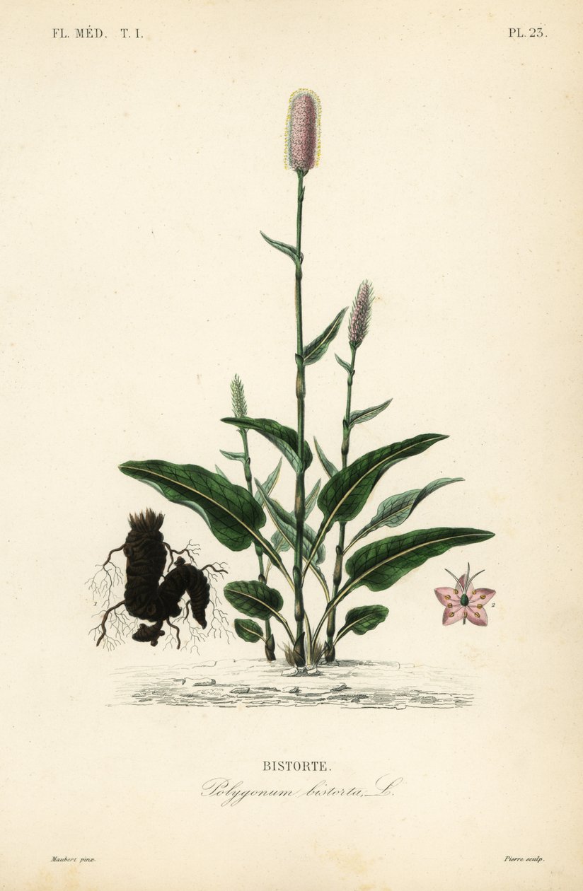 Europeisk bistort eller slangerot, Persicaria bistorta, Polygonum bistorta, Bistorte av Unbekannt