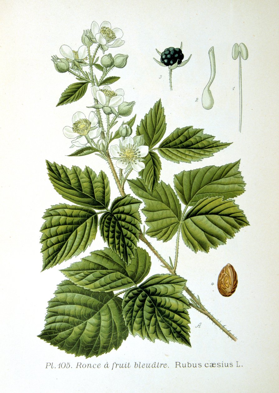 Europeisk dewberry, 1893 av Unbekannt