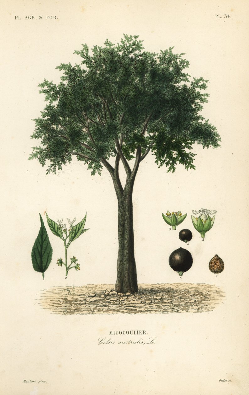 Europeisk nesletre, middelhavshackberry, lotetre eller honningbær, Celtis australis, micocoulier av Unbekannt