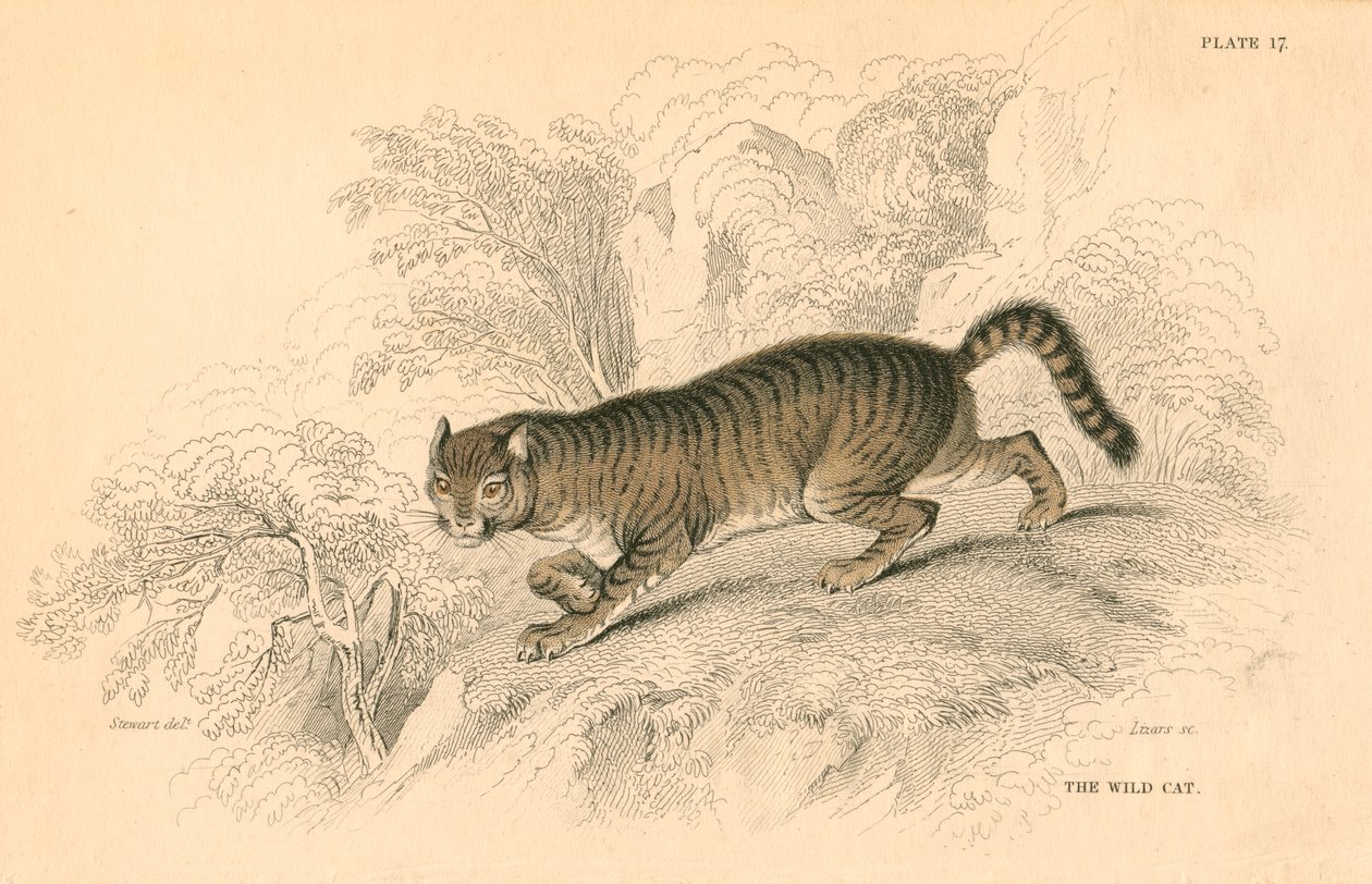 Europeisk villkatt Felis silvestris, 1828 av Unbekannt