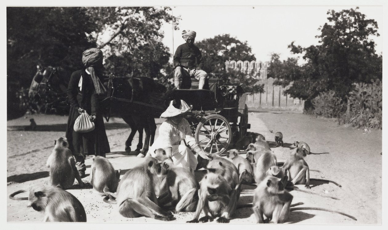 Europeisk kvinne mater en tropp med aper, India, ca 1910 av Unbekannt