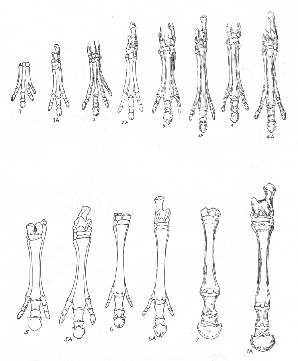 Evolution of the horse, c1920 av Unbekannt