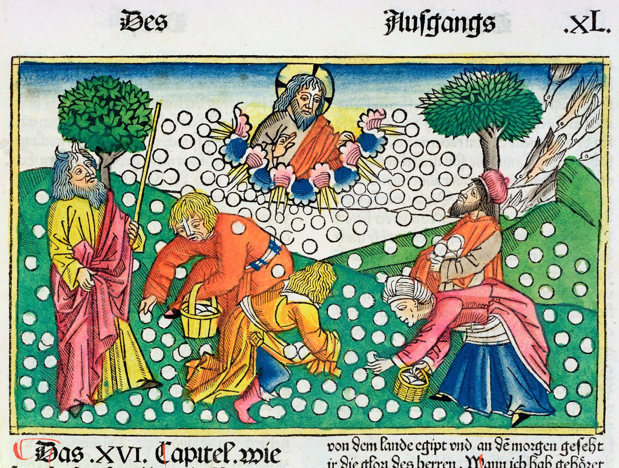 2. Mosebok 16:13-22: Gud gir vaktel og Manna til israelittene av Unbekannt