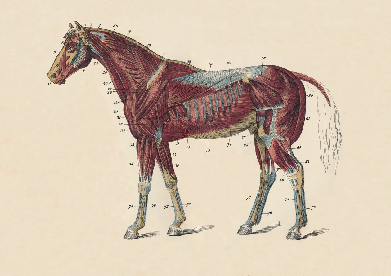 Eksterne muskler og sener i hestekroppen, c1879. av Unbekannt