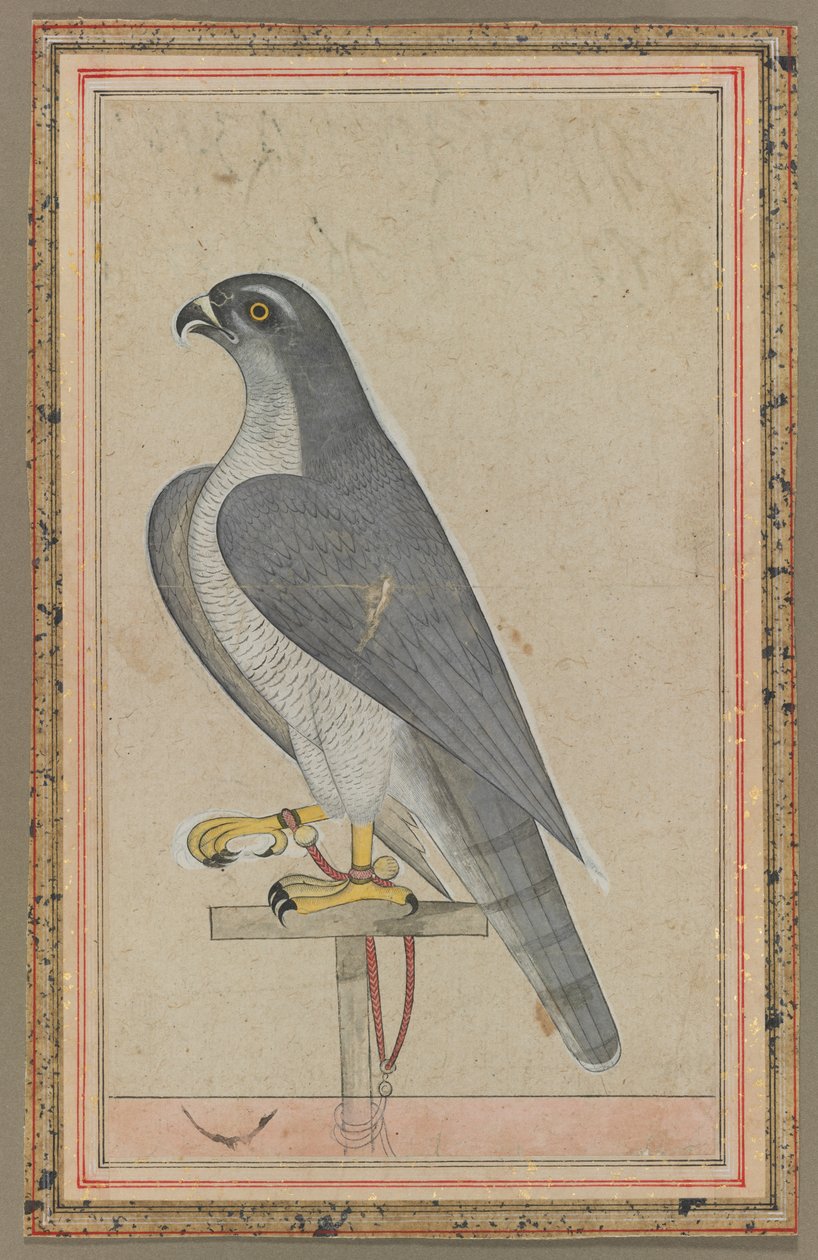 Falcon, c. 1770. av Unbekannt