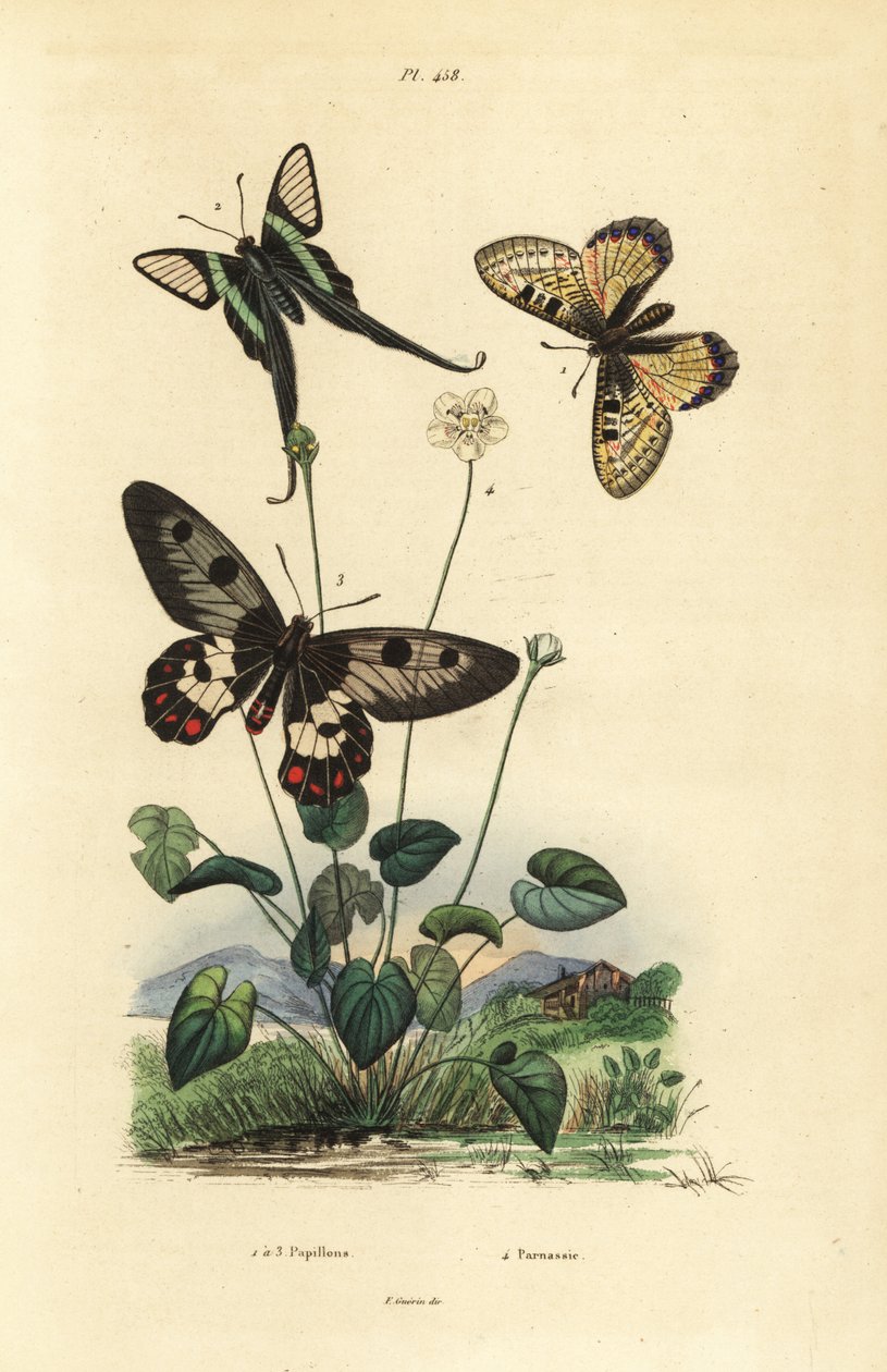 Falsk apollo, Archon apollinus 1, hvit dragehale, Lamproptera curius 2, og klarvinget svalehale, Cressida cressida 3, gress av parnassus, Parnassia palustris av Unbekannt
