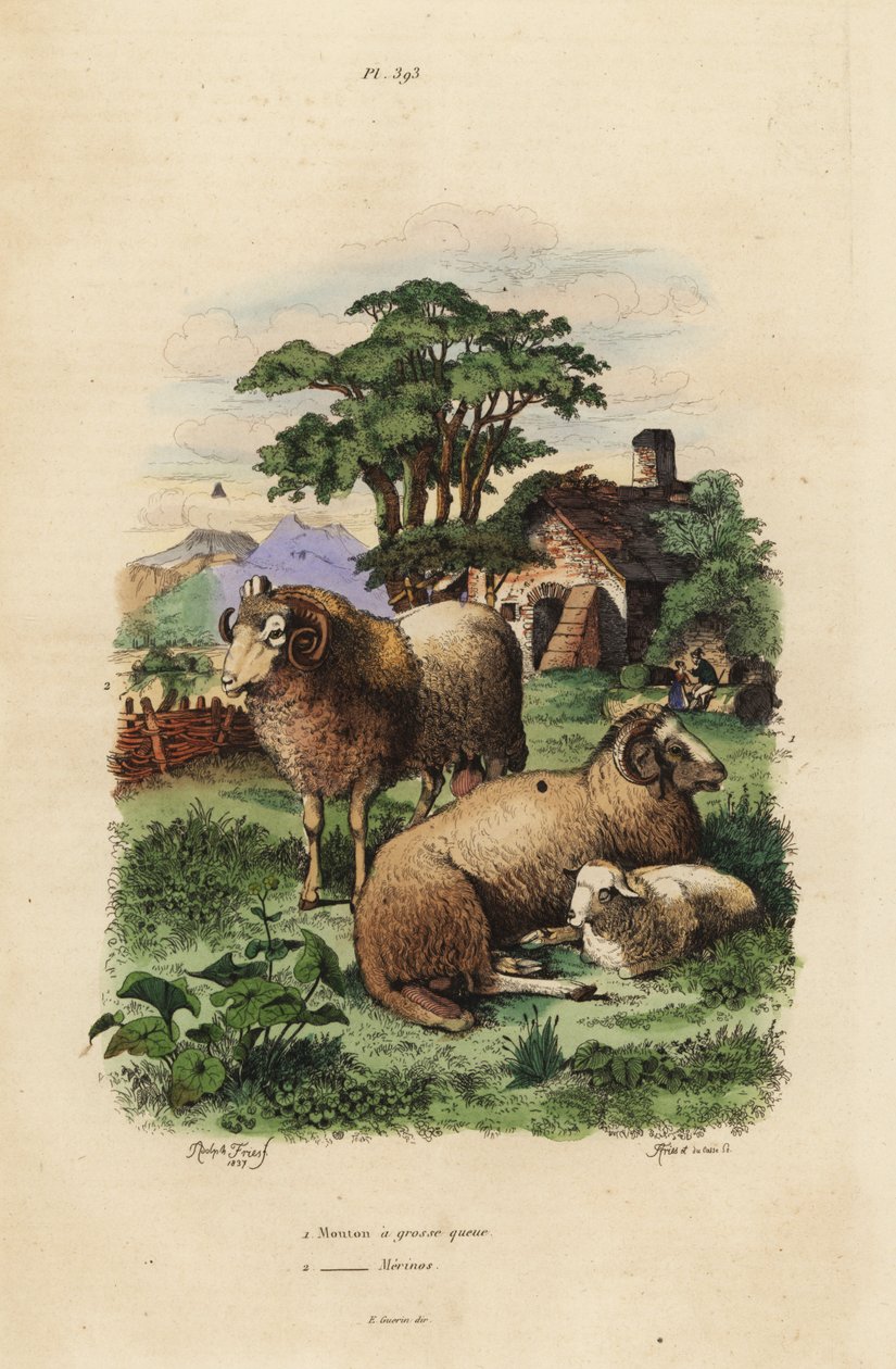 Fat-tailed sau, Ovis aries 1, og merinosau, Ovis aries 2 av Unbekannt