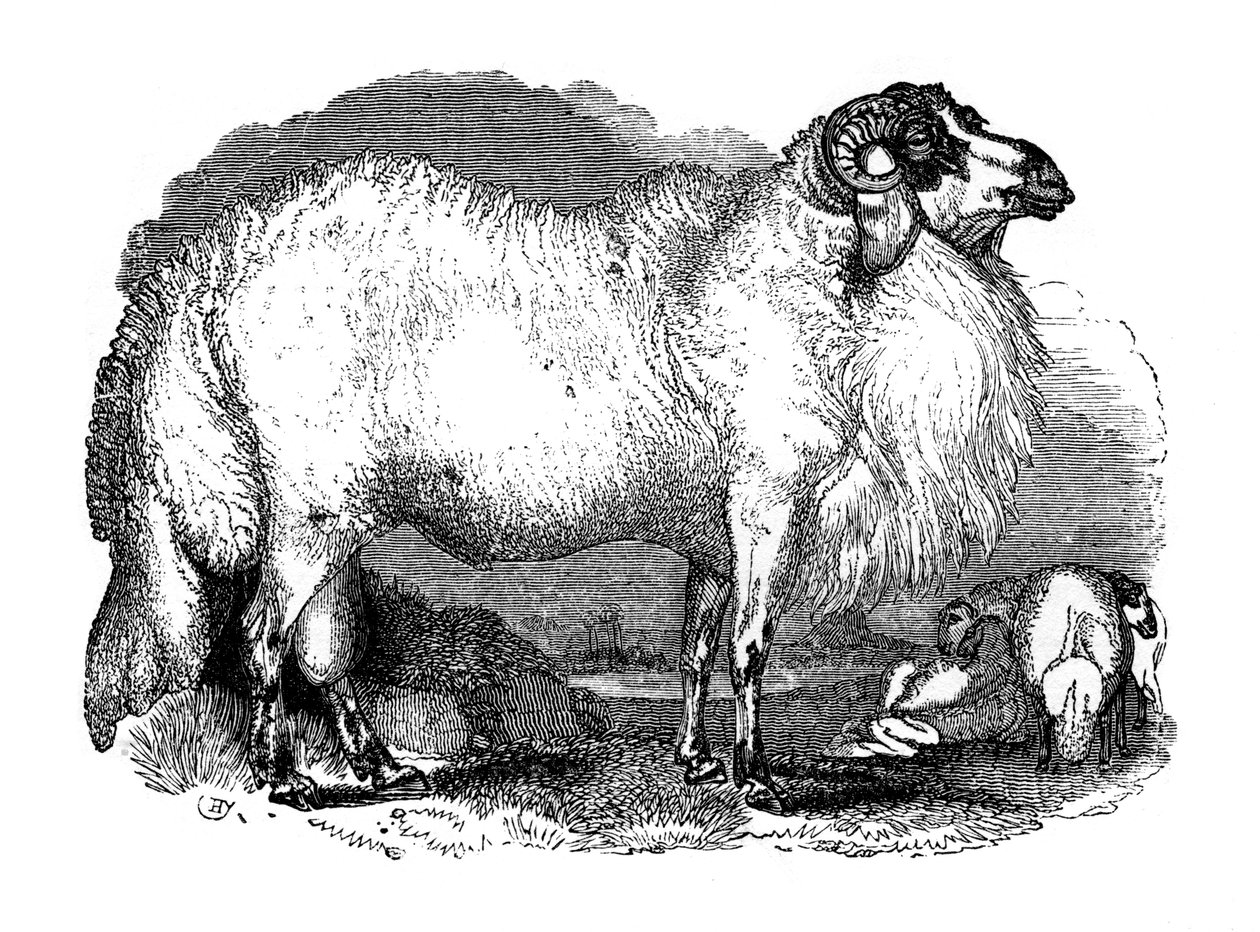 Fetthalesau fra Syria, 1848 av Unbekannt
