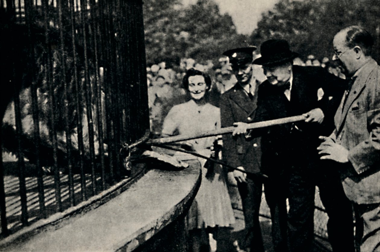 Feeding Rota, The Pinner Lion, 1940-tallet, 1945. av Unbekannt