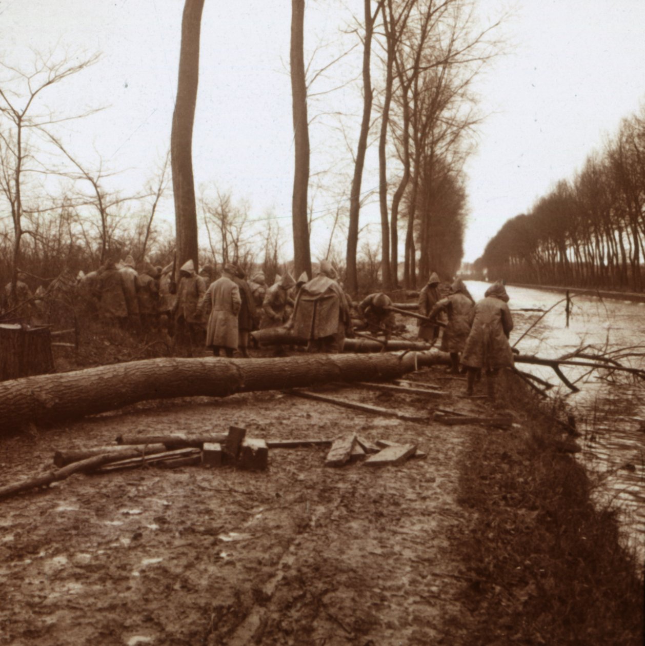 Felling av trær, Noyon, Nord-Frankrike, c1914-c1918 av Unbekannt