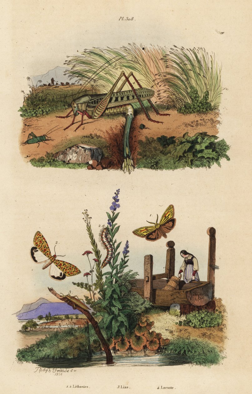 Hunnvortebiter gresshoppe som legger egg, Decticus verrucivorus 4, fjærkledd fotmann, Spiris striata 1, og karmosinrød flekkete gresshoppe, Utetheisa pulchella 2 og Lixus paraplecticus bille 3. Lithosies, lixe, gresshoppe av Unbekannt
