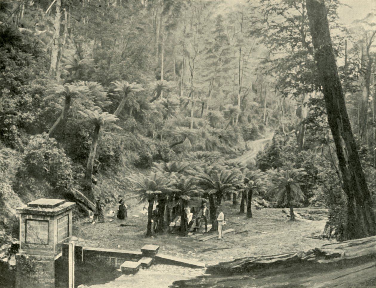 Fern Tree Bower and Track, Mount Wellington, 1901. av Unbekannt
