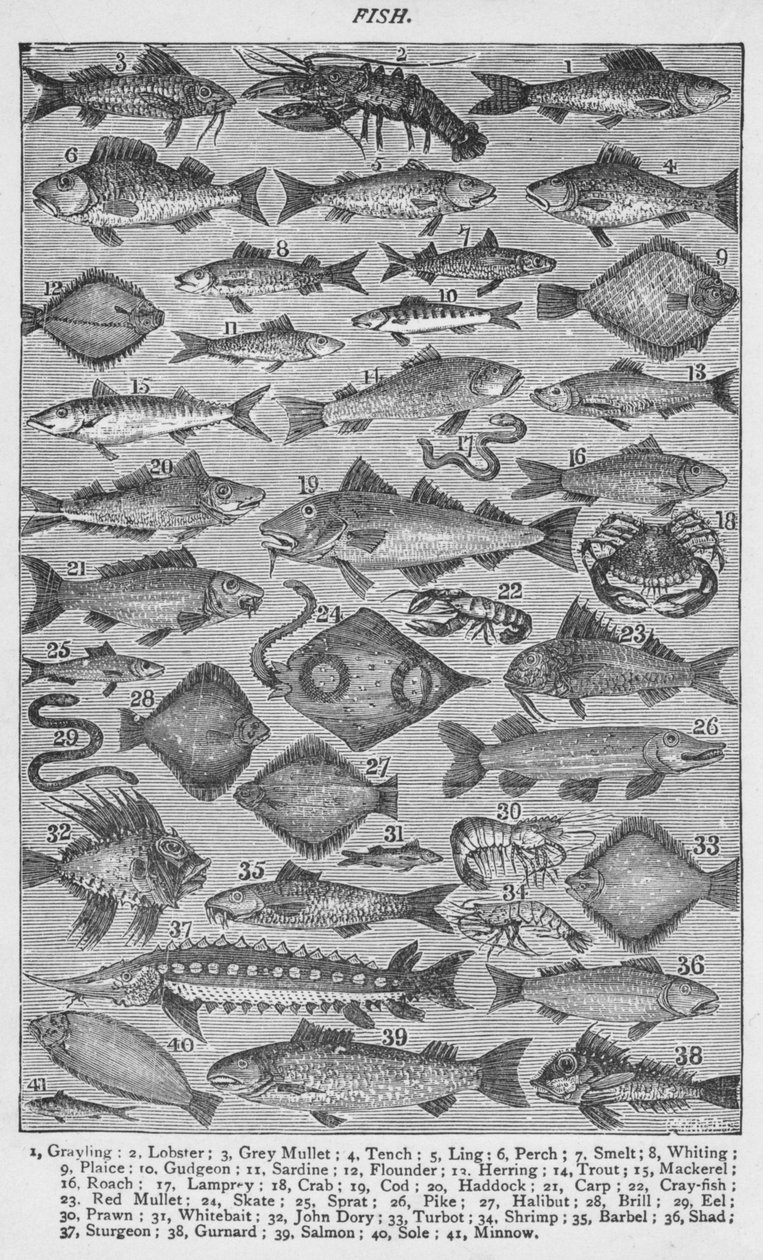 Fisk, 1907, 1907 av Unbekannt